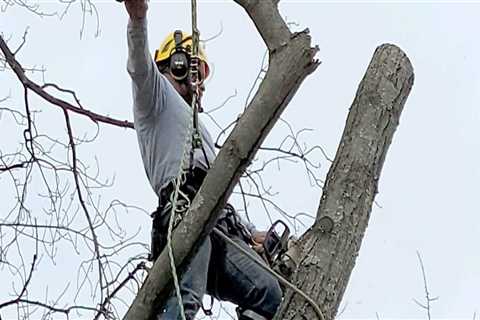 Tree Trimming In Louisville: A Key Component Of Effective Tree Maintenance