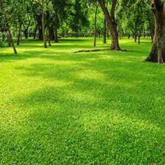 Why Should Tree Relocation Companies Partner With Cutting Grass Service Providers For A Tree..