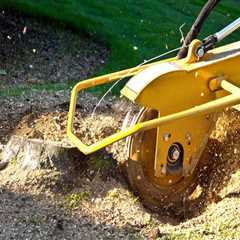 From Tree Removal To Stump Grinding: Ensuring A Smooth Process In Honolulu