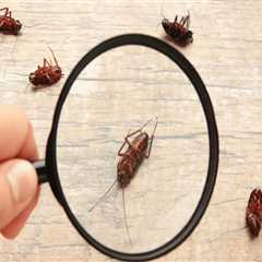 Say Goodbye To Common Indoor Pests In Rocklin: How Rodent Control Services Can Keep Your Home..