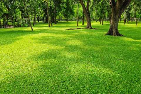 Why Should Tree Relocation Companies Partner With Cutting Grass Service Providers For A Tree..