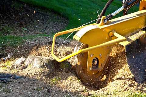 From Tree Removal To Stump Grinding: Ensuring A Smooth Process In Honolulu