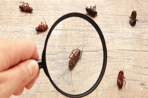 Say Goodbye To Common Indoor Pests In Rocklin: How Rodent Control Services Can Keep Your Home..