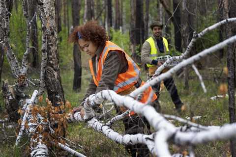 What Is the Average Cost of Removal for a Downed Tree