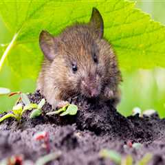 Rats And Roots: Why Combining Rodent Control Services With Seasonal Tree Care Is Essential In..