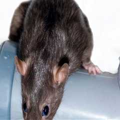 Ensuring A Safe Home Environment With Rodent Removal And Extermination Services In Las Vegas