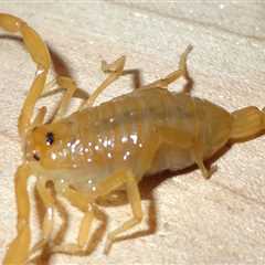 Protect Your Home: Wildlife Removal Services And Scorpion Extermination In Las Vegas