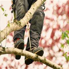 How A Tree Service Company In Buffalo Transforms Your Yard With Expert Tree Trimming