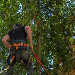 Why You Need A Certified Arborist For Your Tree Service Needs In Rochester, NY