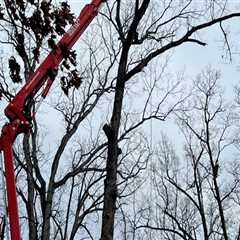 Patriot Tree Service in Northern Virginia: Offering Free Estimates for Your Tree Services