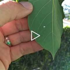 Rugros whitefly avocado