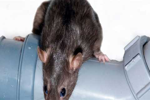 Ensuring A Safe Home Environment With Rodent Removal And Extermination Services In Las Vegas