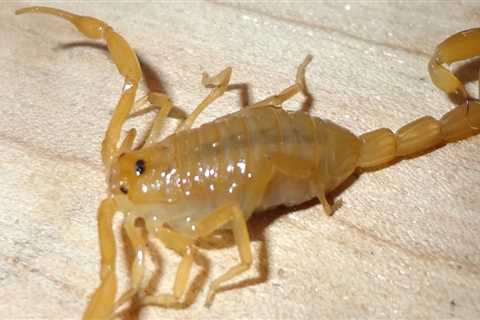 Protect Your Home: Wildlife Removal Services And Scorpion Extermination In Las Vegas