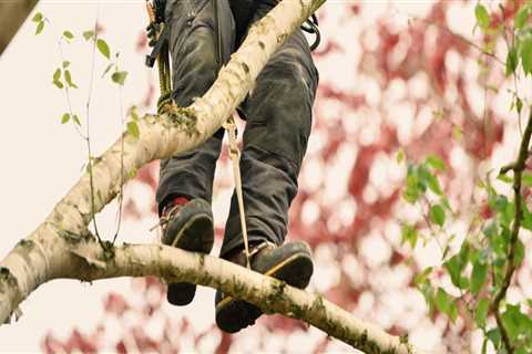 How A Tree Service Company In Buffalo Transforms Your Yard With Expert Tree Trimming