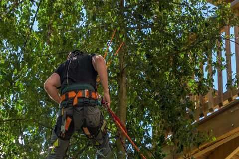 Why You Need A Certified Arborist For Your Tree Service Needs In Rochester, NY