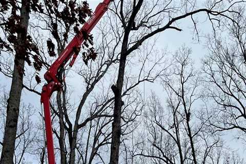 Patriot Tree Service in Northern Virginia: Offering Free Estimates for Your Tree Services