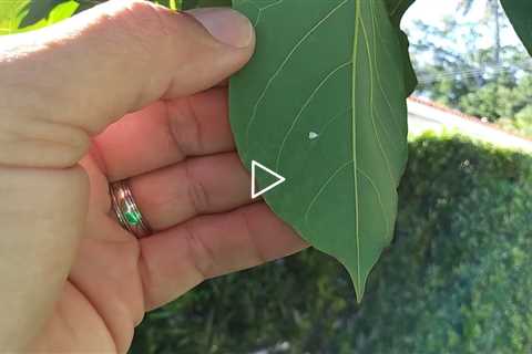 Rugros whitefly avocado