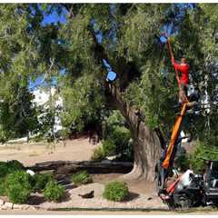 THE DANGERS OF OVERPRUNING TREES