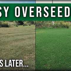 Easy Lawn Overseeding Guide // Scalp Dethatch Aerate Overseed