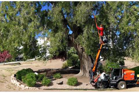 THE DANGERS OF OVERPRUNING TREES