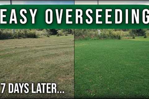 Easy Lawn Overseeding Guide // Scalp Dethatch Aerate Overseed