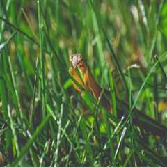 Maintaining Beautiful Trees In Fayetteville: The Importance Of Pest Extermination In Tree Care