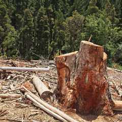 THE DANGERS OF IMPROPER TREE STUMP REMOVAL