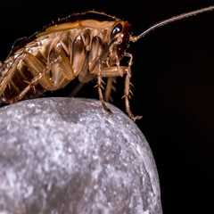 Beyond Front Yard Landscaping: Why Cockroach Extermination Is Essential In Las Vegas