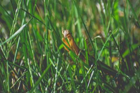 Maintaining Beautiful Trees In Fayetteville: The Importance Of Pest Extermination In Tree Care