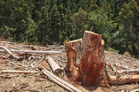 THE DANGERS OF IMPROPER TREE STUMP REMOVAL