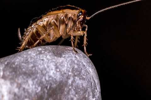 Beyond Front Yard Landscaping: Why Cockroach Extermination Is Essential In Las Vegas