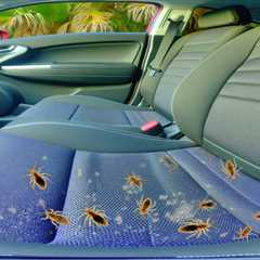 Bed Bugs in Car With Ride Share if Florida