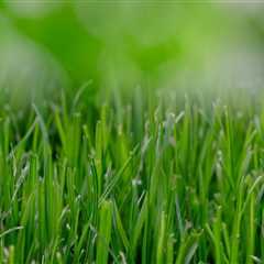 The Benefits of Hiring a Professional Lawn Care Service