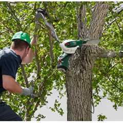 What to Charge Tree Removal?