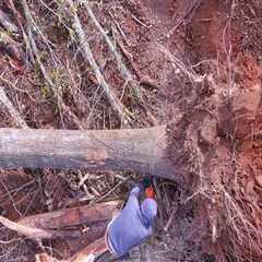 The Benefits Of Hiring A Tree Removal Company In Aurora, OR, For Your Tree Relocation Projects