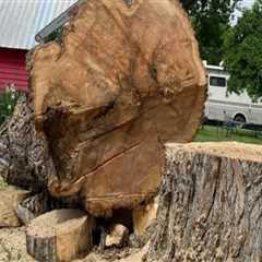 Eliminate Eyesores With Expert Stump Grinding Services In Oregon