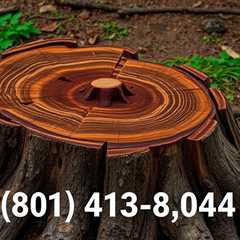 Getting Rid Of Tree Stumps (801) 466–8044