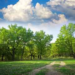 THE SCIENCE BEHIND HOW TREES IMPROVE WATER CONSERVATION | Nutrition Coaching Utah