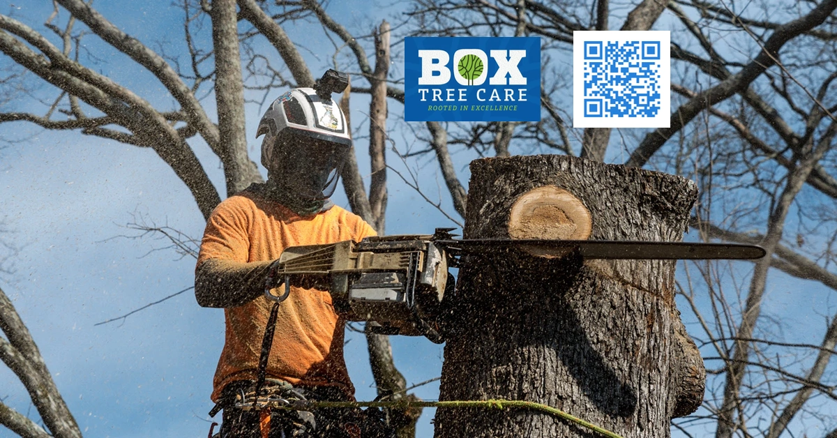 Tree Service - Cedar Park, TX - Box Tree Care