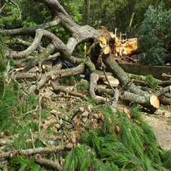 Why Tree Trimming And Pruning Are Essential For Belle Isle's Urban Forests