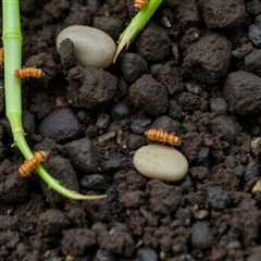 Soil Health and Mites