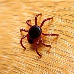 Understanding What Does a Tick Look Like in a Dog: Identification and Prevention Tips