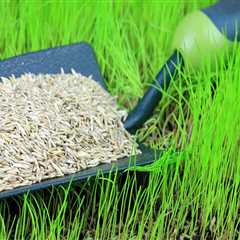 Preparing Your Lawn For Grass Seed: Expert Lawn Care Services In Damascus, OR