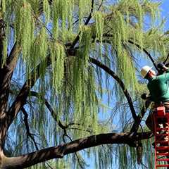 Tree Service Sandy UT 84092 Truco Services (801) 466-8044