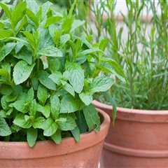 Growing Herbs in Containers: Tips and Ideas for Home and Garden Improvement
