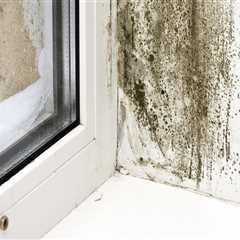 Common Signs of Mold Growth: How to Identify and Handle Mold in Your Home