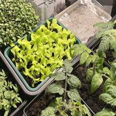 Plant Selection and Placement for Optimal Growth
