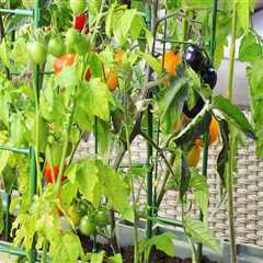 Choosing the Right Vegetables to Grow: A Guide to Improve Your Outdoor Living Space