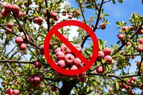 Plum Tree Removal Bountiful UT