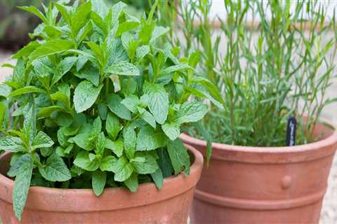 Growing Herbs in Containers: Tips and Ideas for Home and Garden Improvement